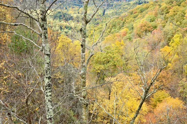 Лес Вершины Водопада Льюис Спринг Национальный Парк Шенандоа Вирджиния — стоковое фото