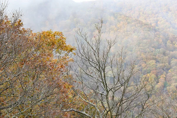 Tempestade Limpeza Folhagem Acima Trilha Apalaches Parque Nacional Shenandoah Virgínia — Fotografia de Stock