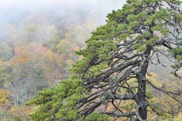 Эвергрин Листва Туман Национальный Парк Шенандоа Штат Вирджиния — стоковое фото