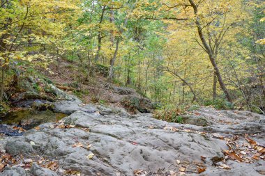 Shenandoah Ulusal Parkı, Virginia 'da sonbahar rengi ve kayalık arazi 