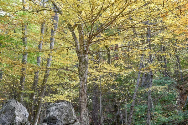 Floresta Outono Colorida Trilha Esporão Dark Hollow Falls Parque Nacional — Fotografia de Stock