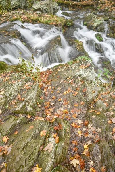 Bladbeströdd Krön Lewis Spring Falls Shenandoah National Park Virginia — Stockfoto