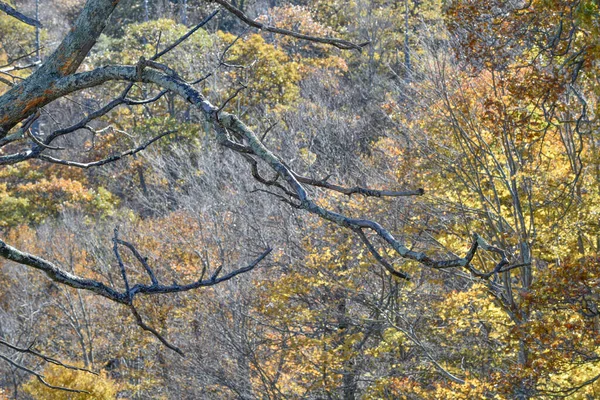 Скелетные Голые Ветви Далекая Листва Национальный Парк Шенандоа Вирджиния — стоковое фото