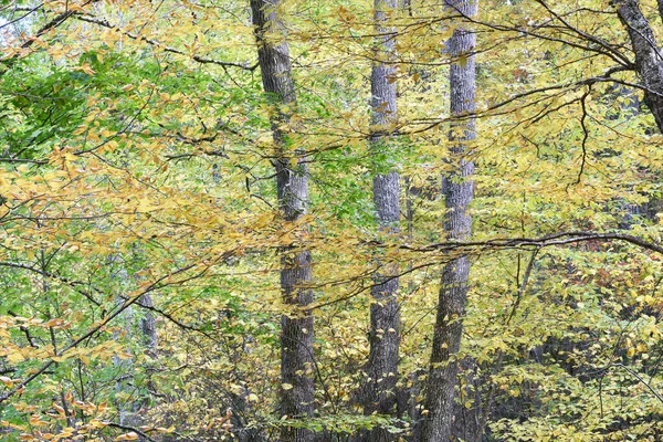 Деревья Желтой Осенней Листве Тёмном Водопаде Национальный Парк Шенандоа Вирджиния — стоковое фото