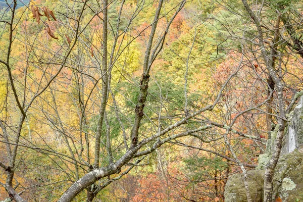 Пиковая Листва Вершины Льюис Спринг Фоллс Национальный Парк Шенандоа Вирджиния — стоковое фото