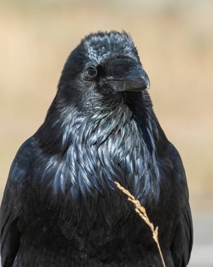 Yellowstone Gölü yakınlarında, Yellowstone Ulusal Parkı, Wyoming 'de güneşte kalmış bir kuzgun.
