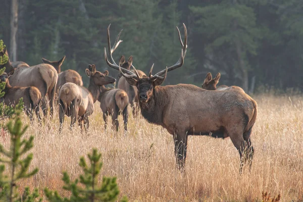 Alce Touro Harém Meio Rotina Parque Nacional Yellowstone Wyoming — Fotografia de Stock