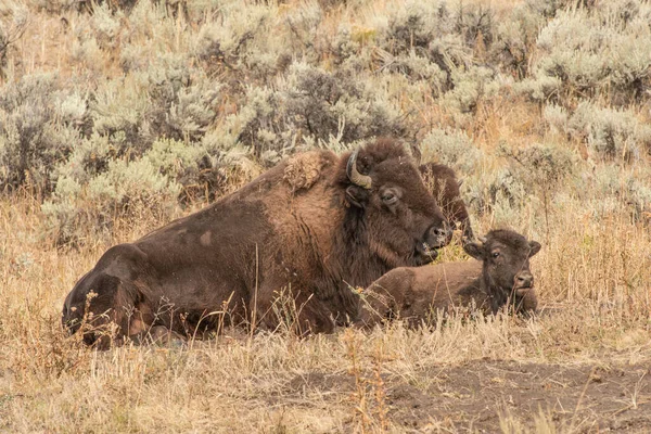 Bison Mãe Bezerro Relaxante Lamar Valley Yellowstone National Park Wyoming — Fotografia de Stock