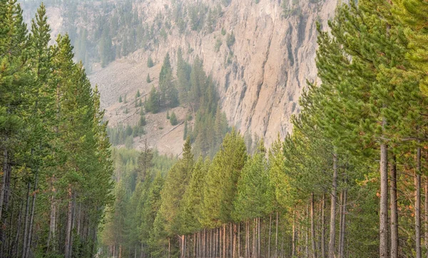 Statuetkowe Wiecznie Zielone Dzikie Mgły Firehole Canyon Yellowstone National Park — Zdjęcie stockowe