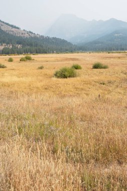 Çayır ve puslu Absaroka Dağları, Yellowstone Ulusal Parkı, Wyoming