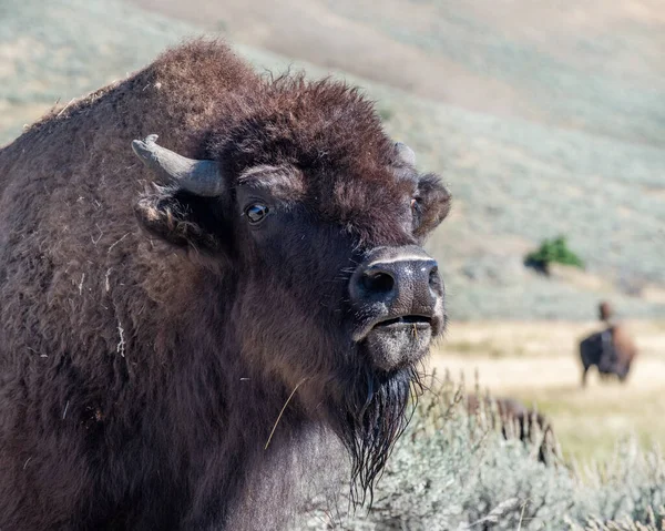 Bisonte Vale Lamar Grunhido Advertência Parque Nacional Yellowstone Wyoming — Fotografia de Stock