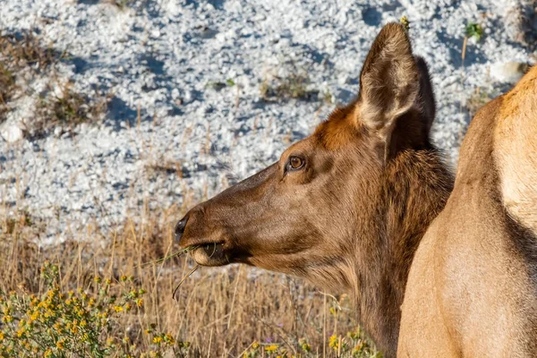 Vaca Alce Pastando Perto Mammoth Hot Springs Parque Nacional Yellowstone — Fotografia de Stock