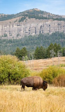 Barronette Tepesi 'nin altındaki çayırda bizon, Yellowstone Ulusal Parkı, Wyoming
