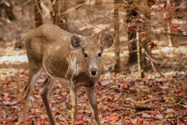 Dolly Sods Wilderness, Monongahela Ulusal Ormanı 'ndaki Blackbird Knob Trail' deki Blacktail Doe.