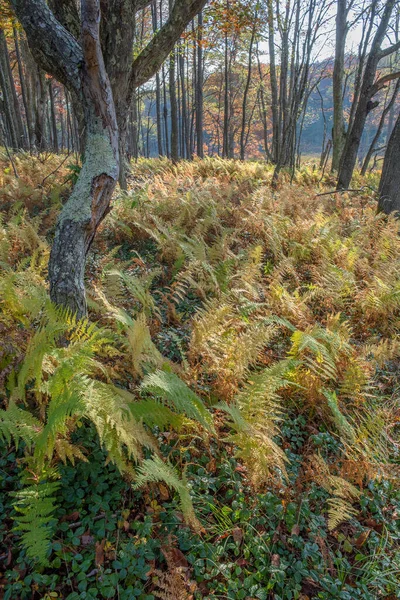西弗吉尼亚加南山谷野生动物保护区Beall小径沿线的蕨类 — 图库照片