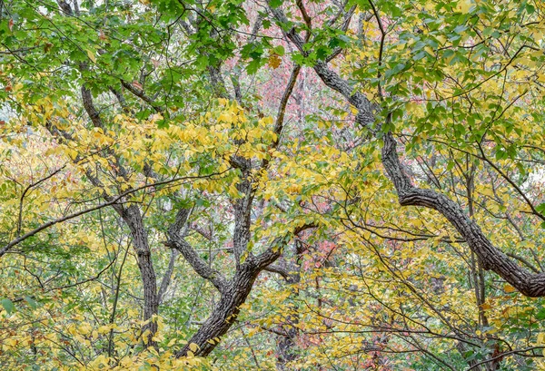 Осенний Цвет Вдоль Тропы Скал Сенека Национальный Лес Мононгахела Западная — стоковое фото