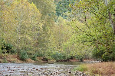 Güney Şubesi Potomac Nehri, Monongahela Ulusal Ormanı, Batı Virginia