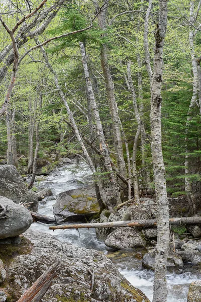 Baharda Cutler Nehri, Beyaz Dağ Ulusal Ormanı, New Hampshire