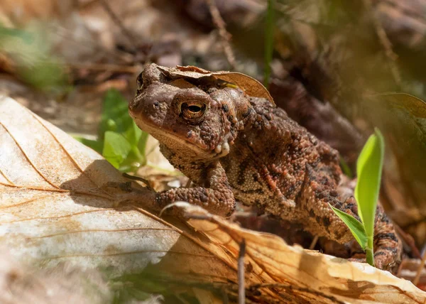 Tudse Med Blad Hovedet Great Neck Conservation Area Wareham Massachusetts - Stock-foto