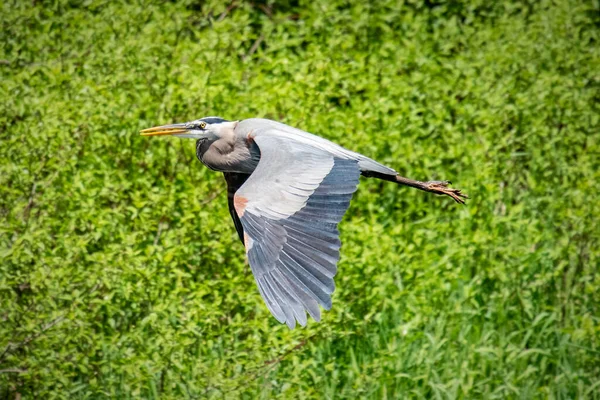 Great Blue Heron Volo Acushnet River Reserve Massachusetts — Foto Stock