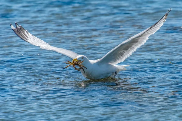 Seagull Hunting Crab Fort Phoenix State Reservation Fairhaven Massachusetts — Stock Photo, Image