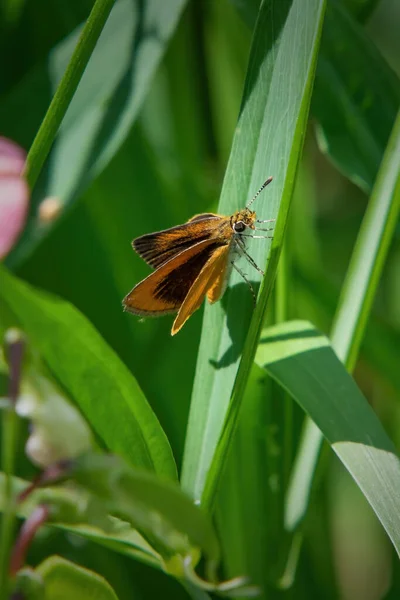 En az Skipper Butterfly, Acushnet River Reserve, Massachusetts