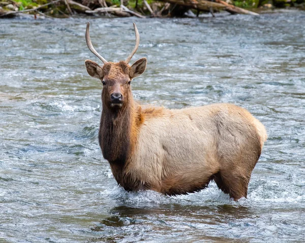 Eastern Bull Elk Trilha Rio Oconaluftee Great Smoky Mountains National — Fotografia de Stock