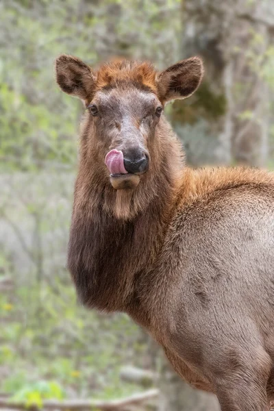 Eastern Elk Licking Her Muzzle Oconaluftee River Trail Great Smoky — Fotografia de Stock