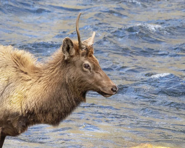 Eastern Bull Elk Broken Antler Oconaluftee River Trail Great Smoky — Fotografia de Stock
