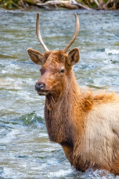 Regal Eastern Bull Elk Oconaluftee River Great Smoky Mountains National — Fotografia de Stock