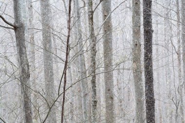 Maddron Bald Patikası 'ndaki yaşlı orman Büyük Smoky Dağları Ulusal Parkı, Tennessee