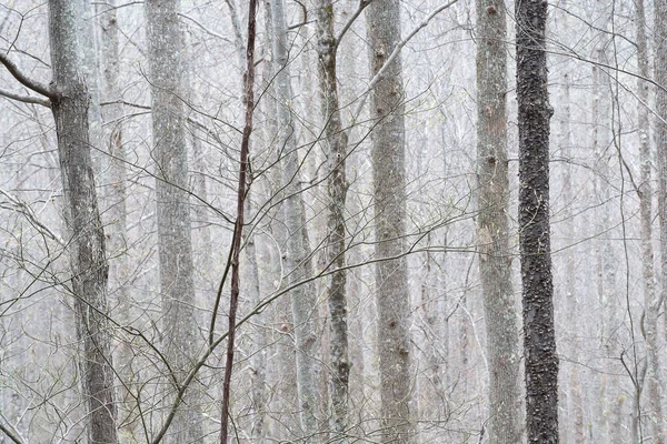 Maddron Bald Patikası 'ndaki yaşlı orman Büyük Smoky Dağları Ulusal Parkı, Tennessee