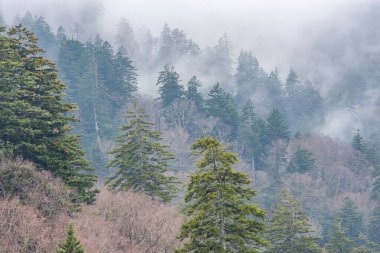 Yükseklikteki sisli orman, Great Smoky Dağları Ulusal Parkı, Tennessee