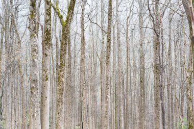Baharın başlarında yaşlı orman, Great Smoky Dağları Ulusal Parkı, Tennessee