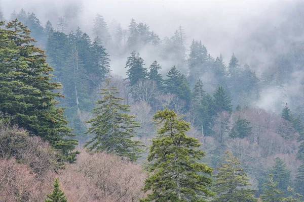 Yükseklikteki sisli orman, Great Smoky Dağları Ulusal Parkı, Tennessee
