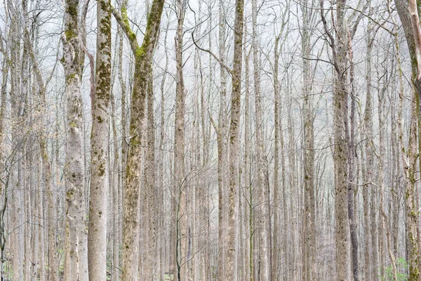 Baharın başlarında yaşlı orman, Great Smoky Dağları Ulusal Parkı, Tennessee
