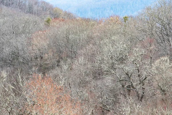 Early Spring Color Amidst Barren Forest Great Smoky Mountains National — Fotografia de Stock