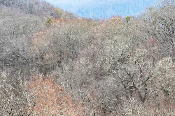 Çorak ormanın ortasındaki ilk bahar renkleri Büyük Smoky Dağları Ulusal Parkı, Kuzey Carolina