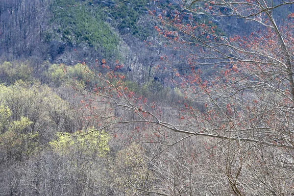 Floresta Mista Abril Great Smoky Mountains National Park Tennessee — Fotografia de Stock