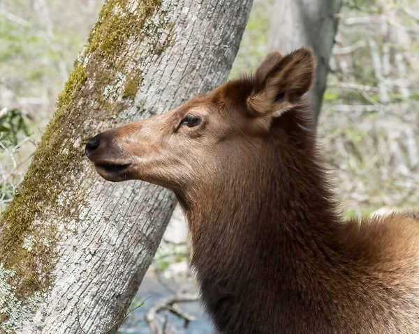 Eastern Elk Female Oconaluftee River Trail Great Smoky Mountains National — Fotografia de Stock