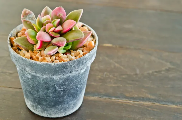 succulents-echeveria runyonii gül