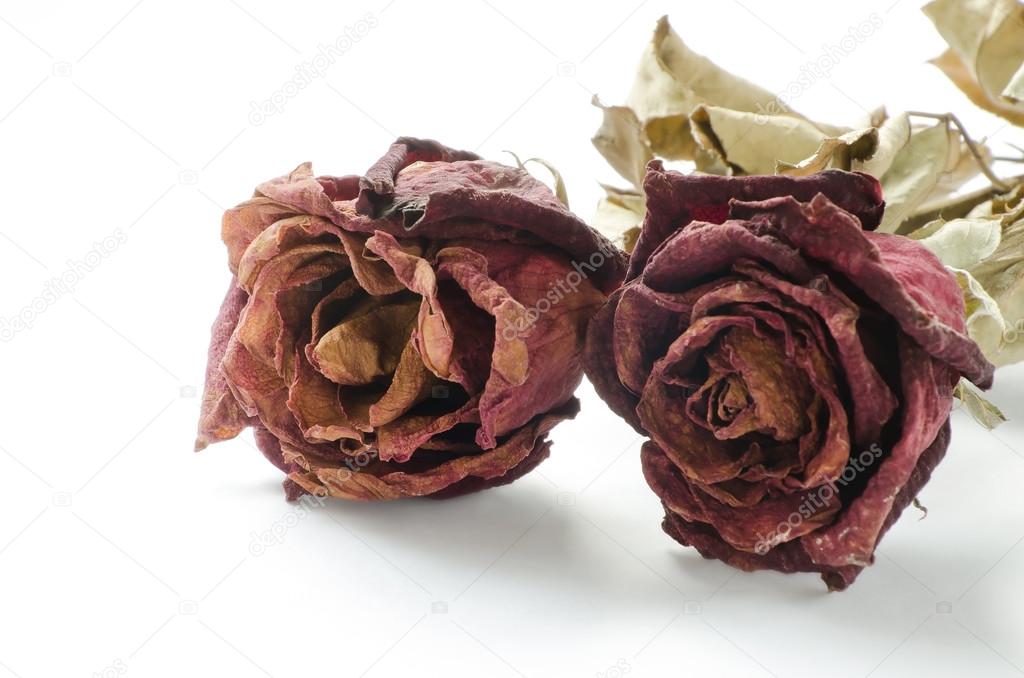 Dried rose, Dead rose