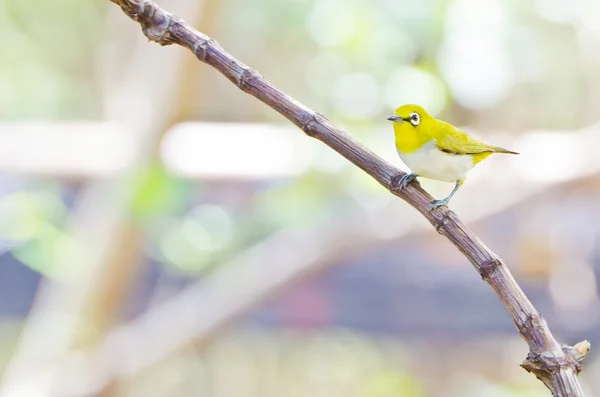 Pájaro de ojo blanco oriental (Zosterops Palpebrosus ) —  Fotos de Stock