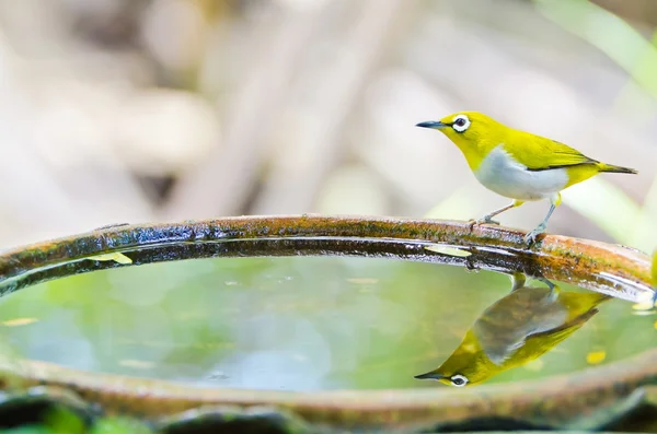 Madár keleti pápaszemesmadár (Zosterops palpebrosus) — Stock Fotó