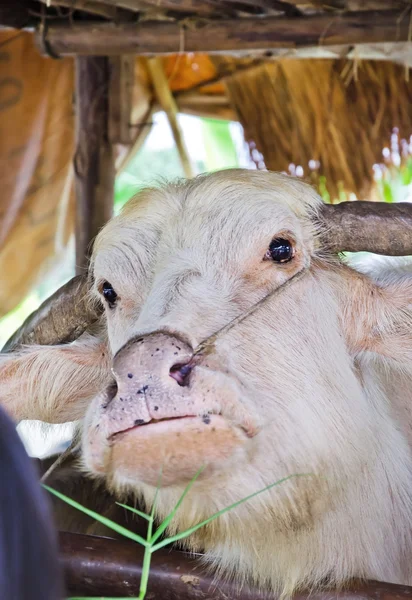 Albino buffalo (vit buffel) — Stockfoto