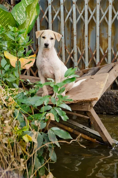 Cão triste escapar da inundação — Fotografia de Stock