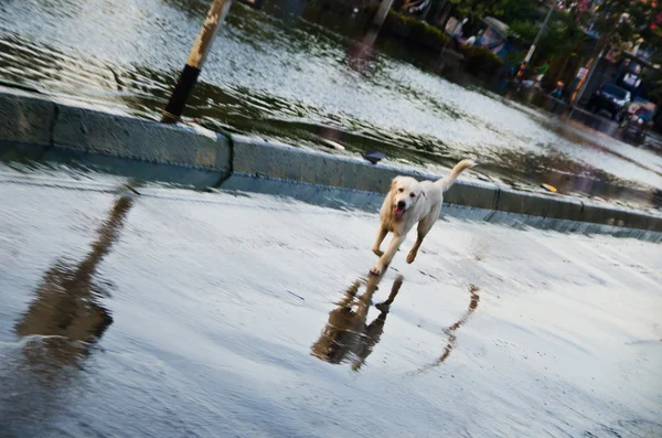 Cão triste escapar da inundação — Fotografia de Stock