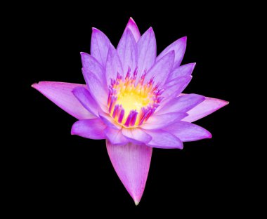 güzel mor lotus çiçeği yakın çekim