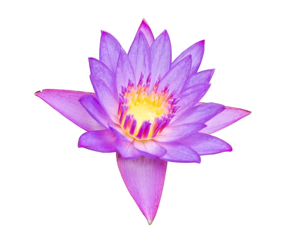 Close up of beautiful purple lotus blossom — Stock Photo, Image