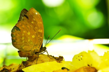 yaprak kelebek (Kallima inachus)